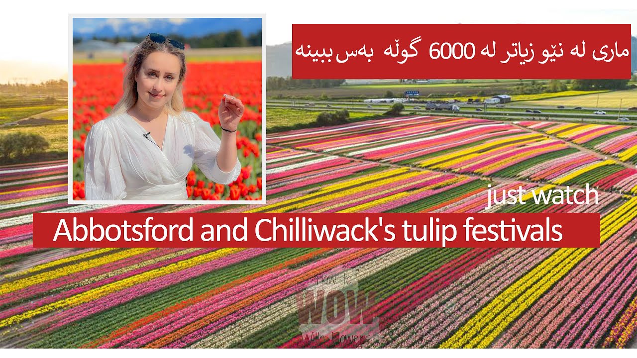 ماری لە نێو زیاتر لە ٦٠٠٠ گوڵە  بەس ببینە chilliwack tulip festival 2022