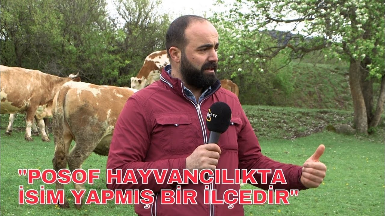 Hayvancılıkta İsim Yapmış Bir İlçe: Posof - Sarı Kız