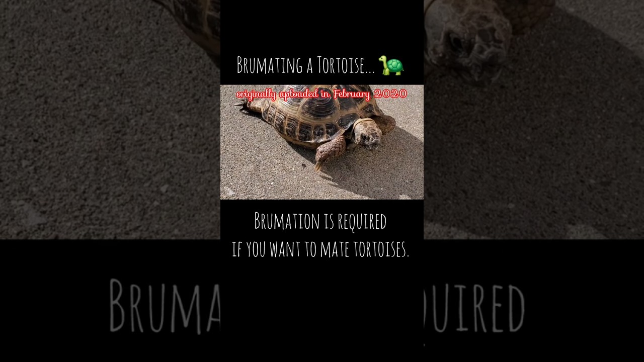 Hibernating a Russian Tortoise