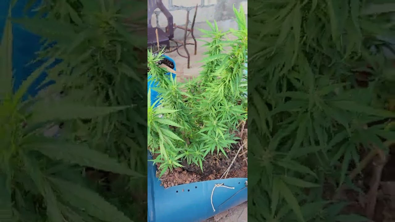 almost ready for harvest covered in amber trichomes outdoors weed grow 2024