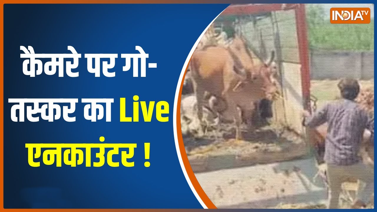 UP News: बुलंदशहर में पकड़ा गया गो-तस्कर मोहम्मद बाबू हुसैन, आखिर गोवंश के और कितने है गुनहगार?