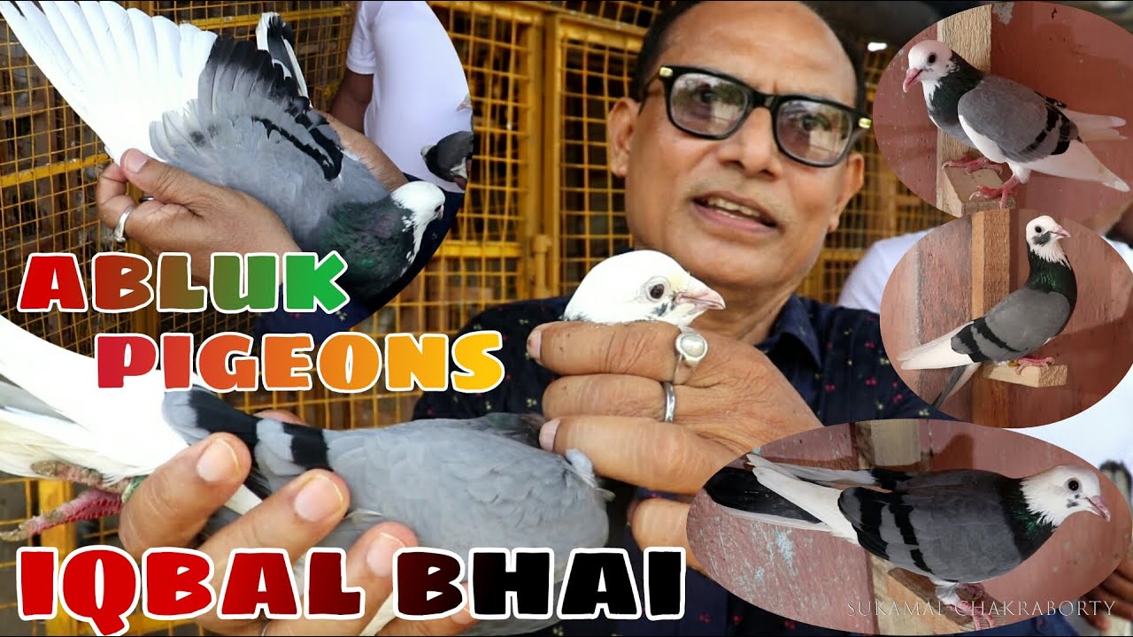 Abluk Madrasi Pigeons of Iqbal Bhai - Ranihati , Howrah West Bengal India .