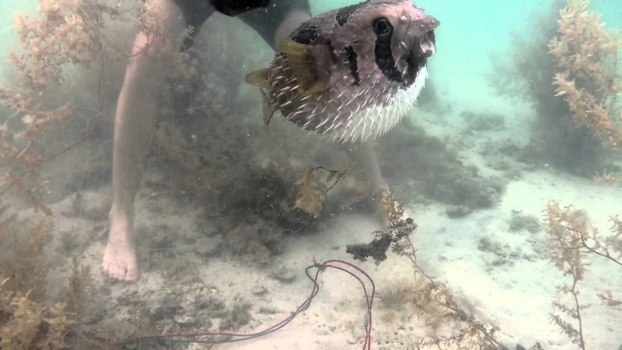 Porcupine fish rescue