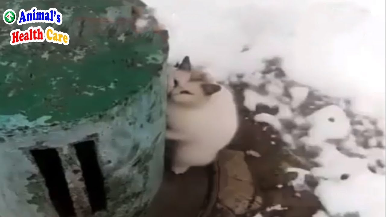 Please Stop Punishing Me! Poor Cat Tearfully Hugged the Chimney To Beg For Help