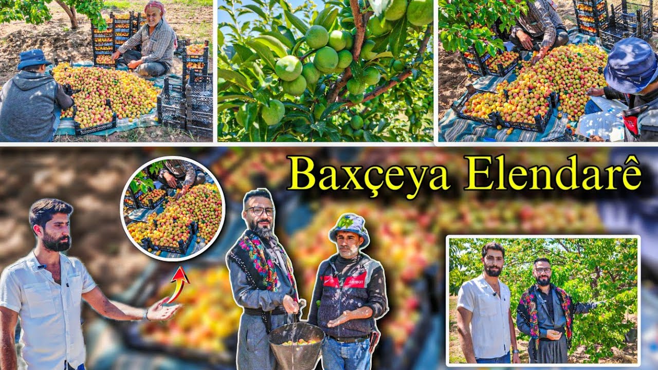 موسم قطف المشمش: 🍑في  الحقول#afrin #عفرين وجولة في تل عين دارة الأثرية مع دكتور