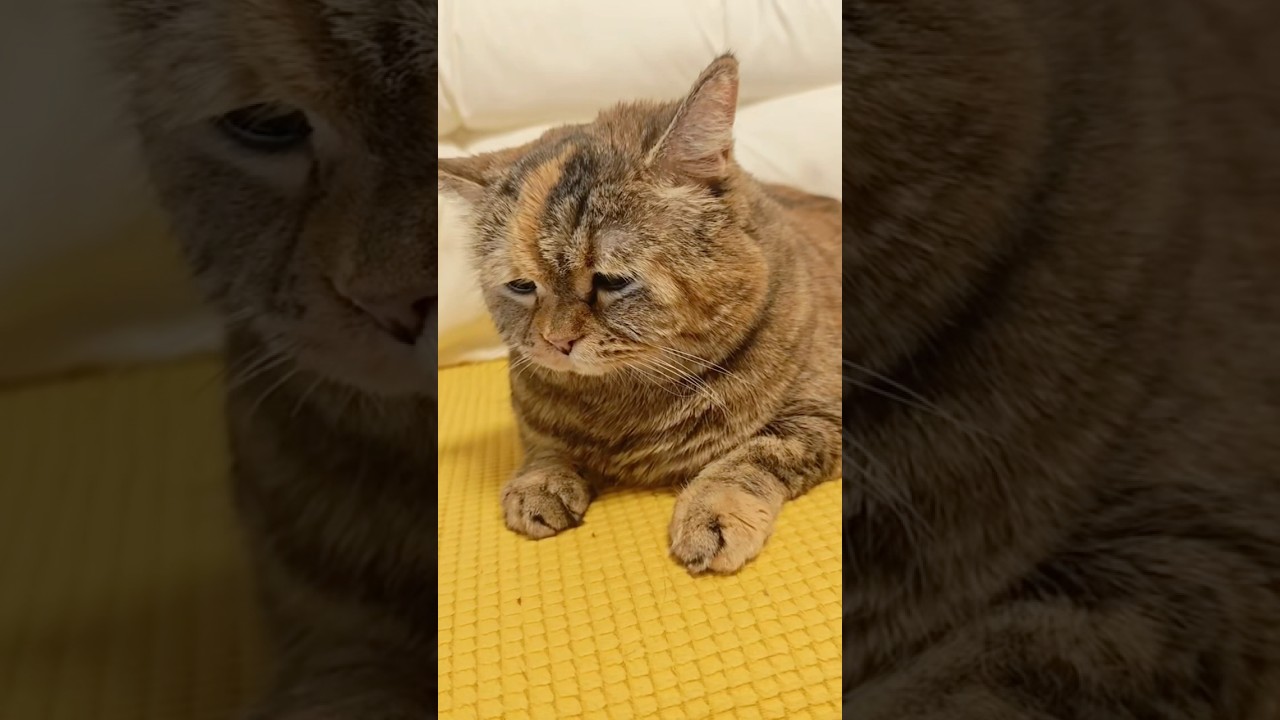 3 Sinais de que seu gato est&aacute; com dor.