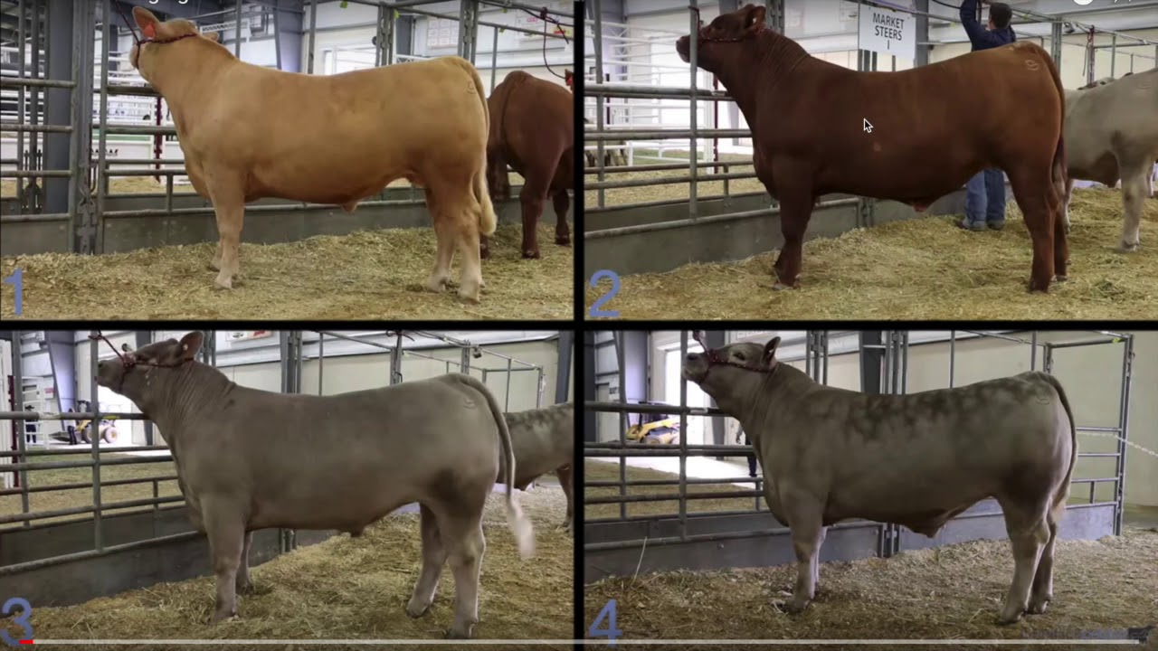 Livestock Judging Walk Through Beef