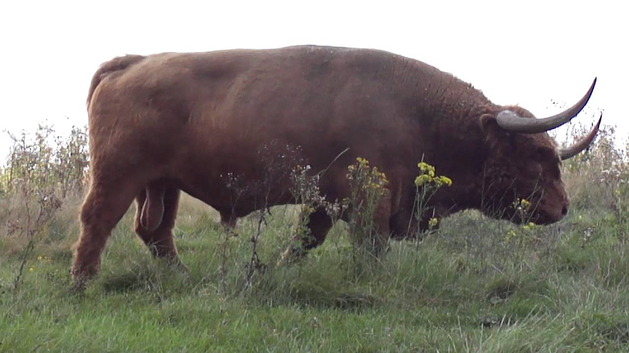 Veluwse dikke stier, met gezelschap.mp4