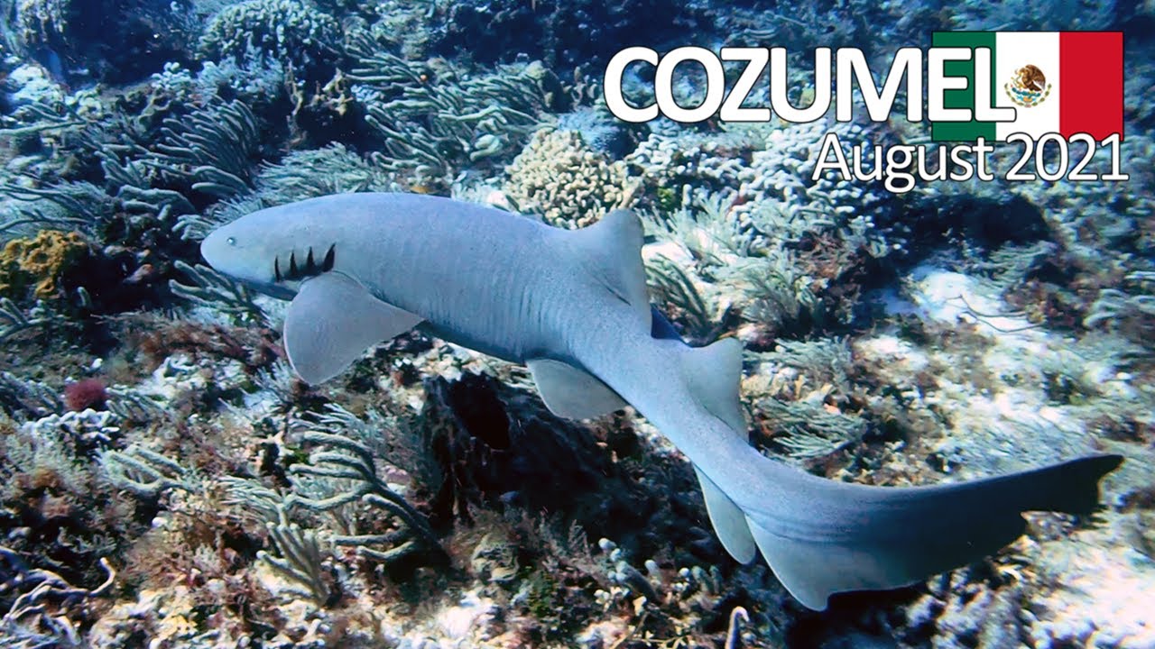 Scuba Diving: Cozumel, Mexico - August 2021 (4K)