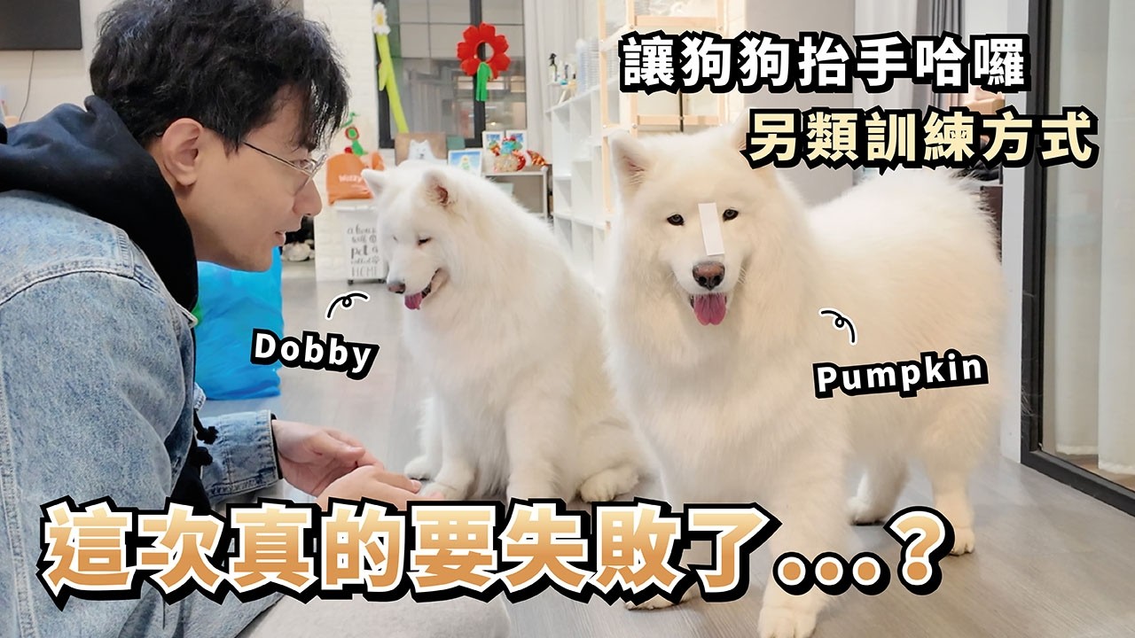 『這次真的要失敗了...？』讓狗狗抬手哈囉，另類訓練方式(薩摩耶多比Dobby is free)