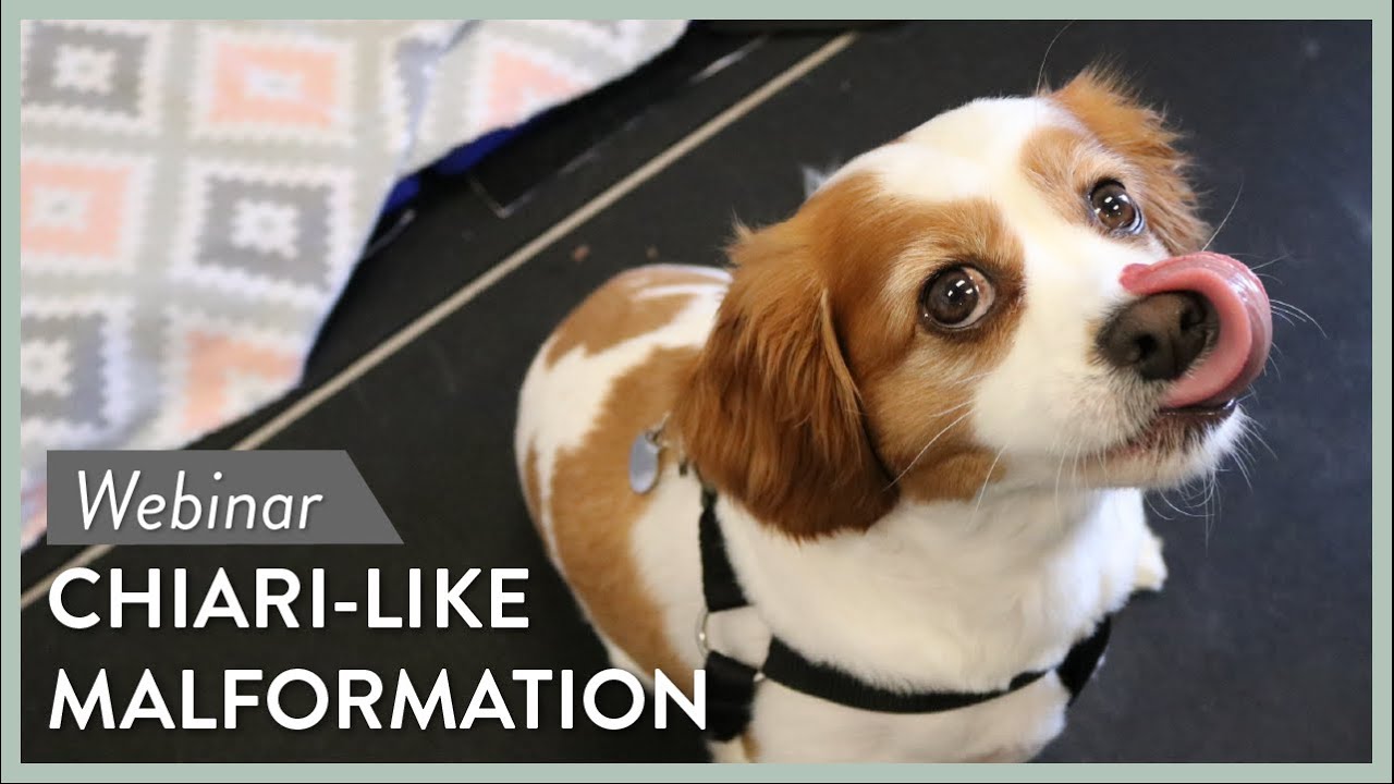 Canine Chiari-Like Malformation & Neuropathic Pain || Webinar Series Lecture # 2
