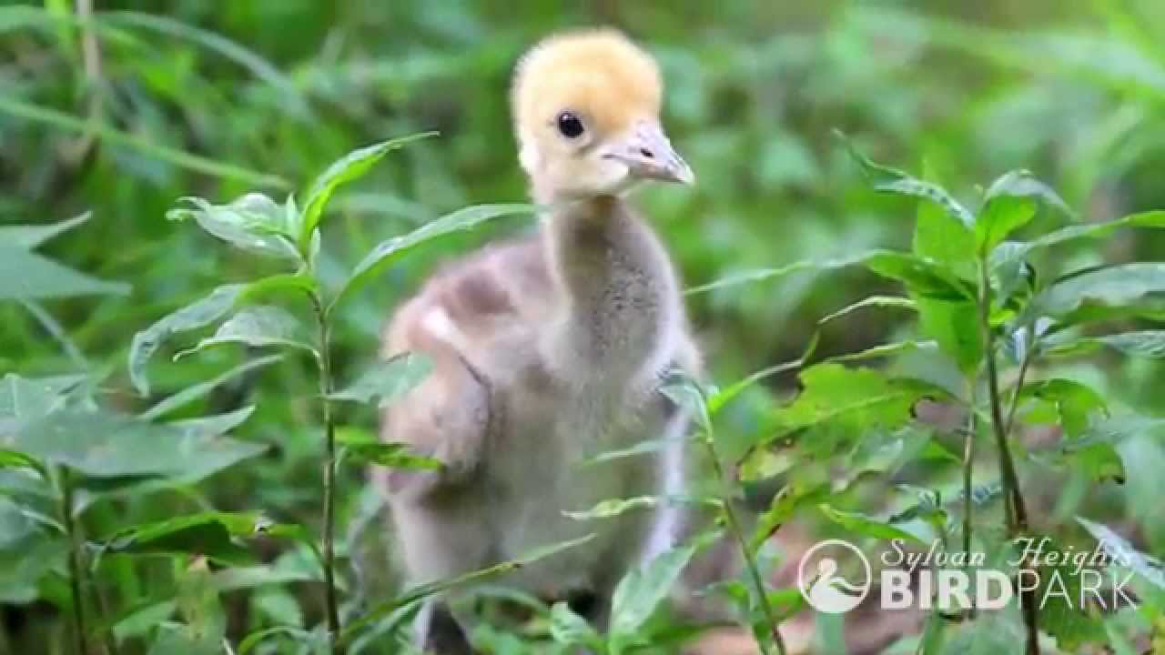 Demoiselle crane chicks