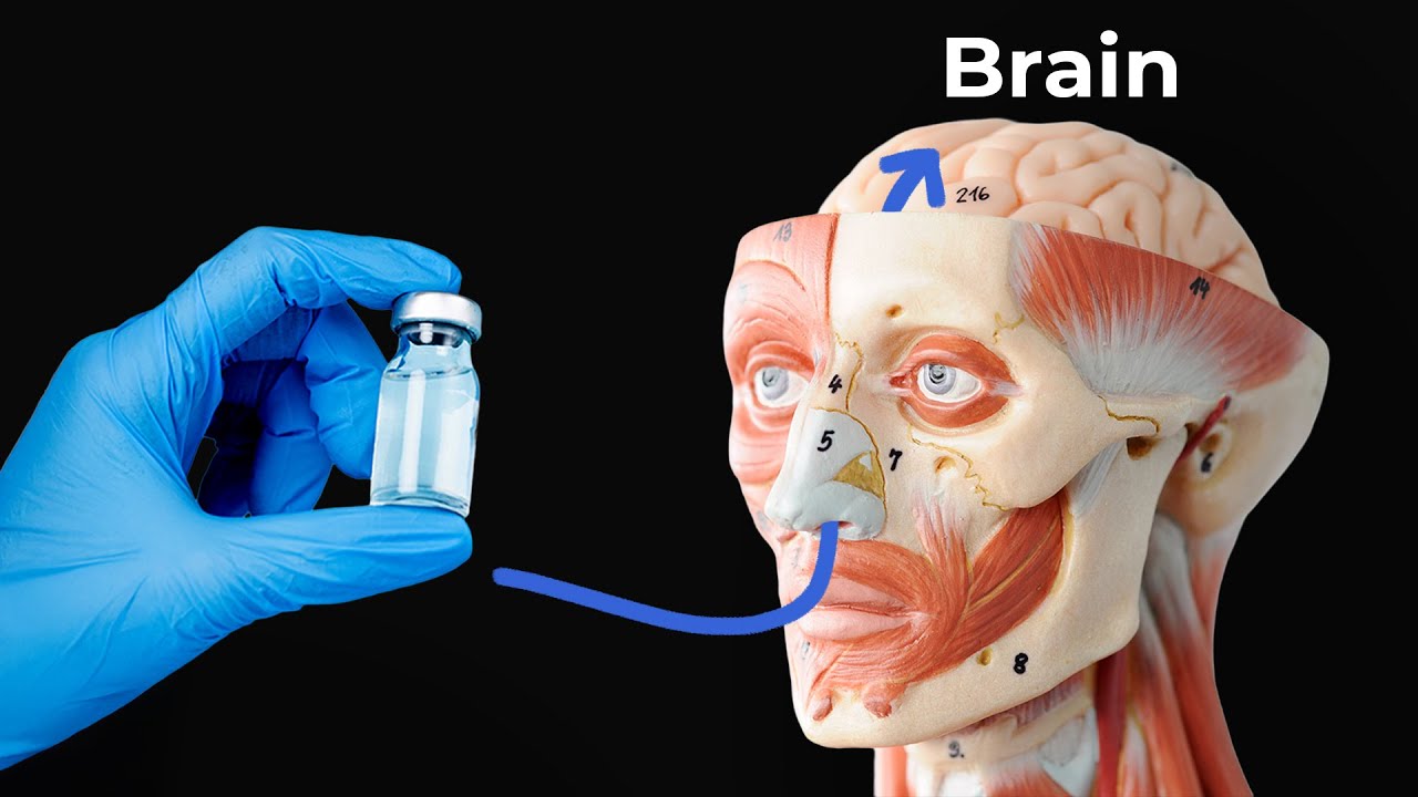 This New Method could Deliver Drugs Directly to the Brain