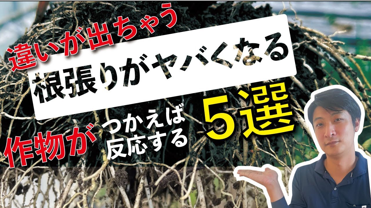 【農業 収益UP】根張りがいいと良い理由と根の基礎知識