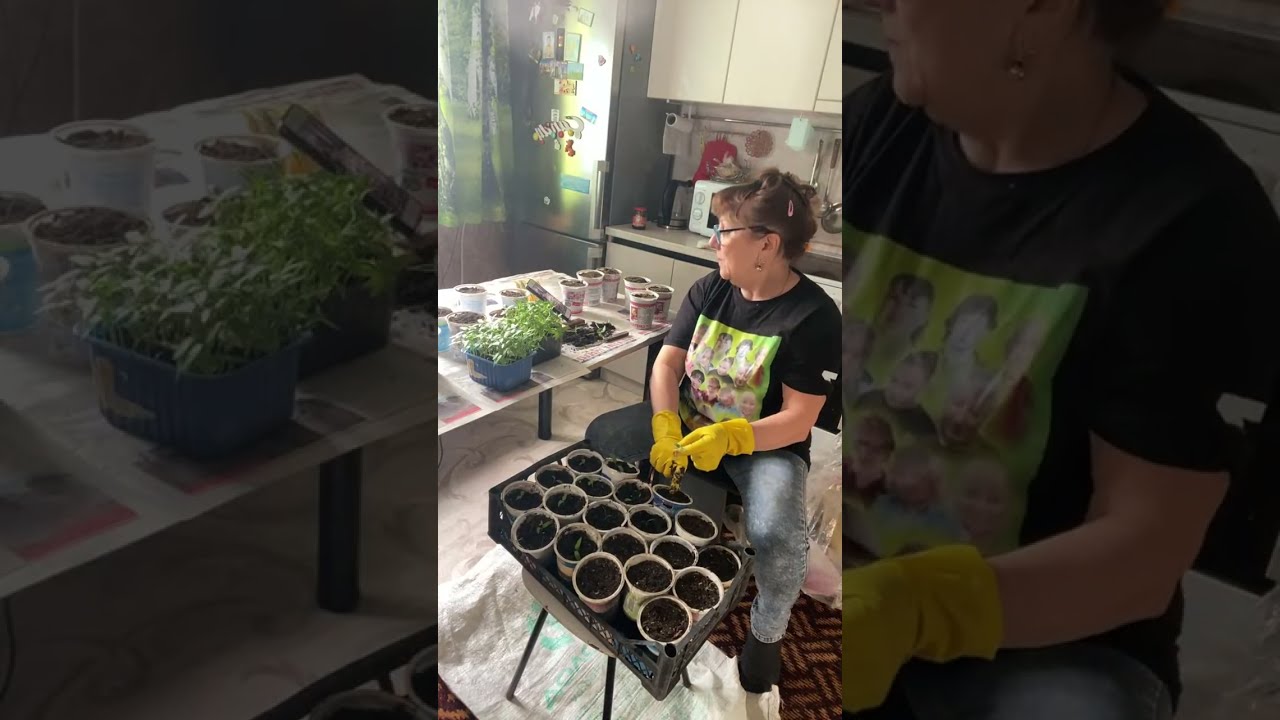 НИНКА ЗОЛОТИНКА в прямом эфире!