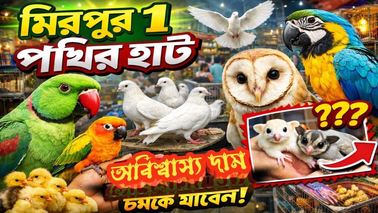 এক জায়গায় এত পাখি! মিরপুর ১ পাখির হাটে আজ তোলপাড় 🔥জমজমাট মিরপুর১ পাখির হাট।Mirpur 1 Pakhir Hat 😱 | 