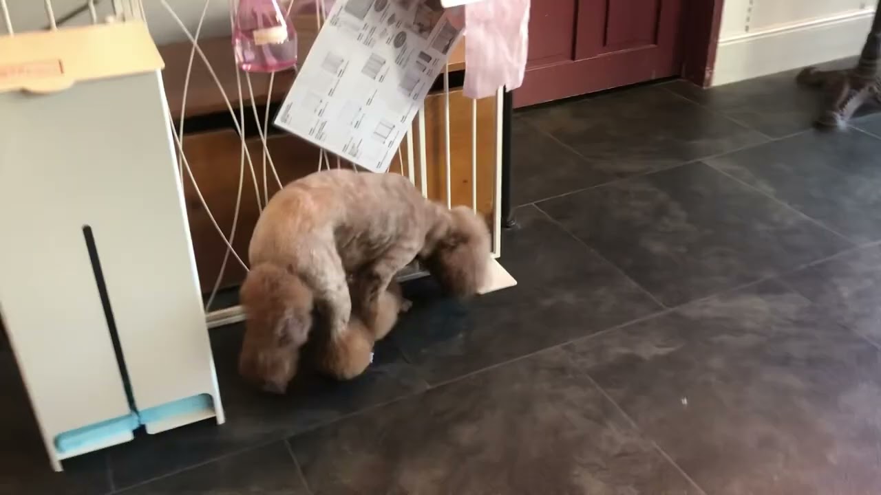 チェリーちゃんと遊ぶ♪