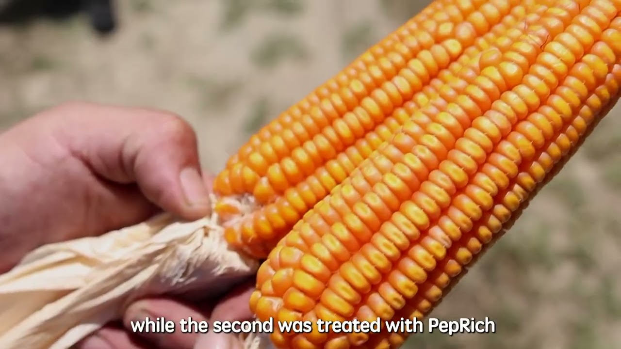 Homeostatic Systemins on Cereal Crops: Hard Corn - Full