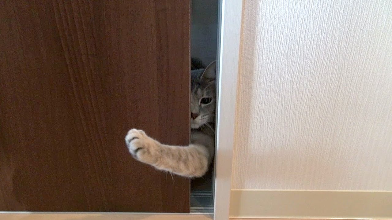 ねこのて - Cat's Hand -