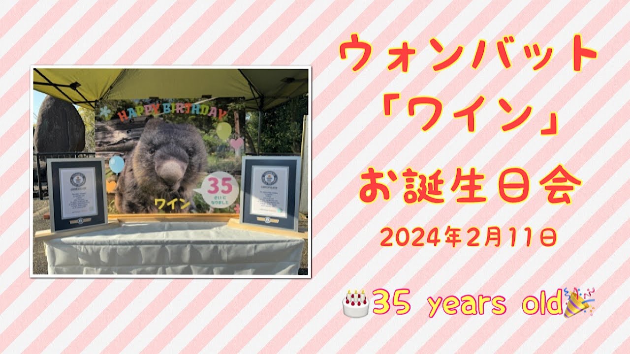 【wombat】ウォンバット「ワイン」お誕生日会 2024年2月11日☆(Happy Birthday Mr.Wine 35 years old)