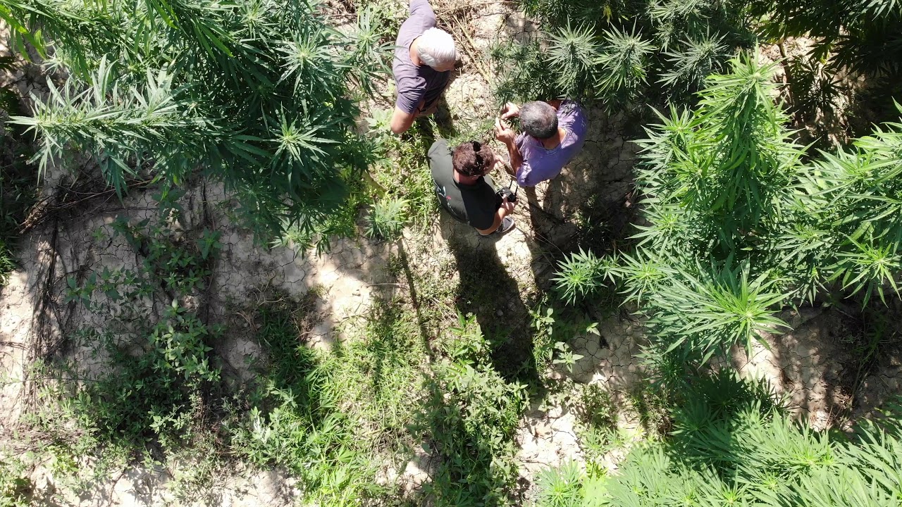 Hemp Farm Italia - Campo di canapa per fiori CBD sinsemilla -  Hemp field for sinsemilla CBD flowers