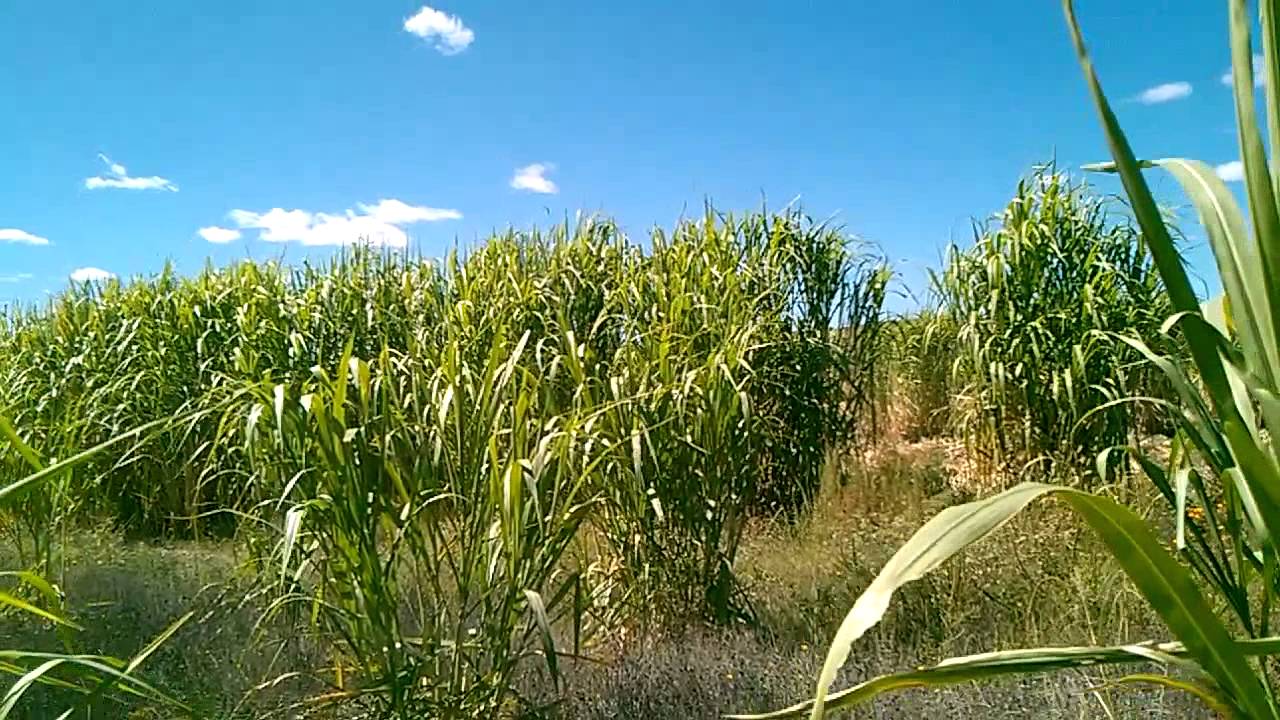 Maralfalfa en Chihuahua