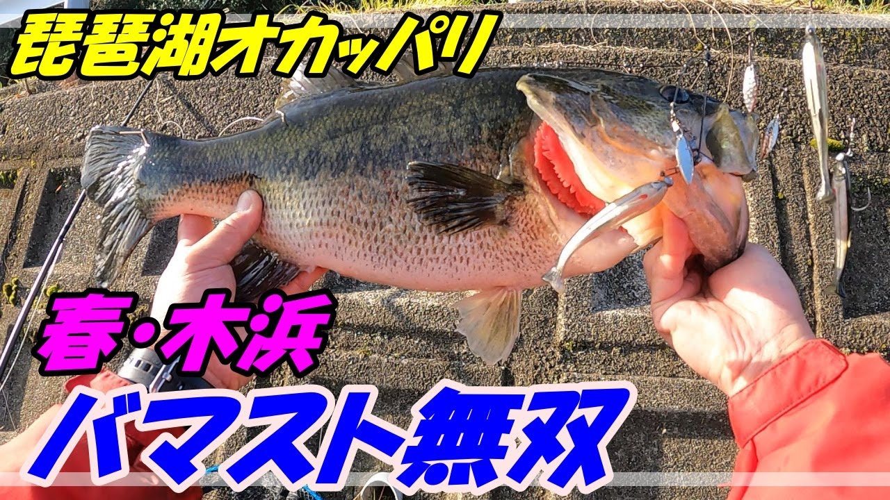 【琵琶湖】春の木浜でバマスト無双!!!【オカッパリ】