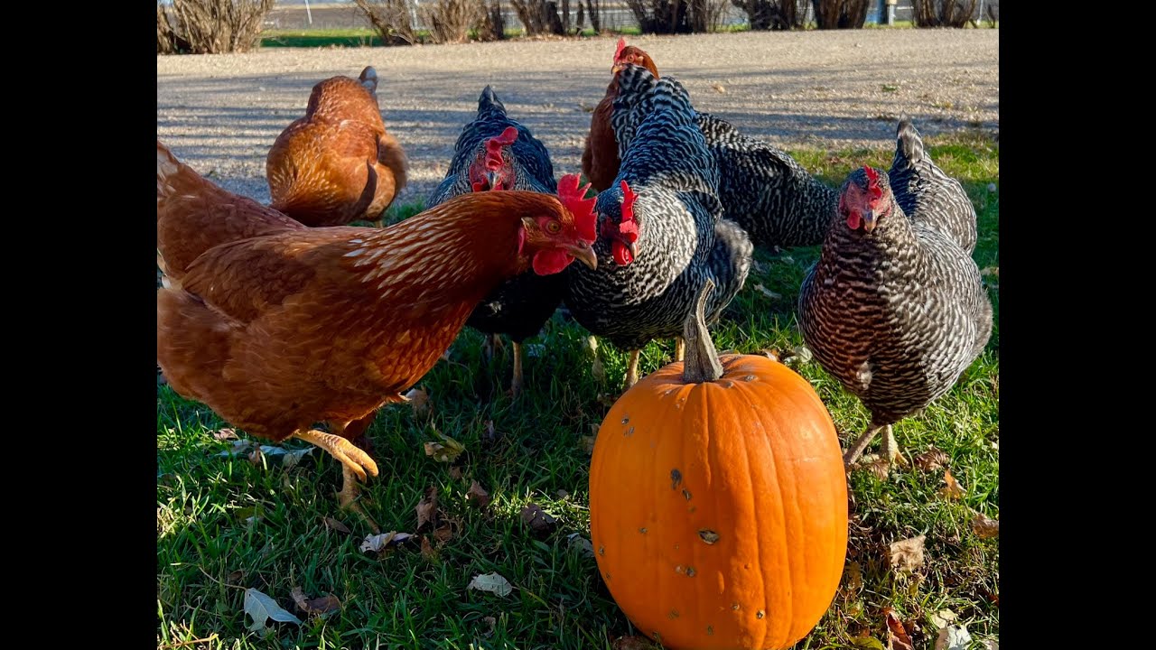 Do Pumpkins Actually Deworm Chickens?