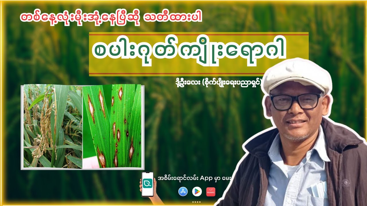 သိမှတ်ဖွယ်ရာ စပါးဂုတ်ကျိုးရောဂါ