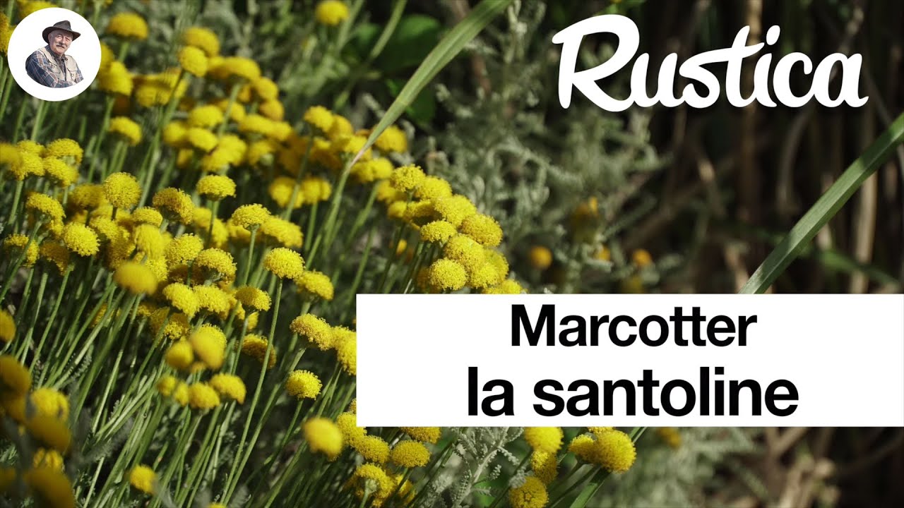 Marcotter la santoline