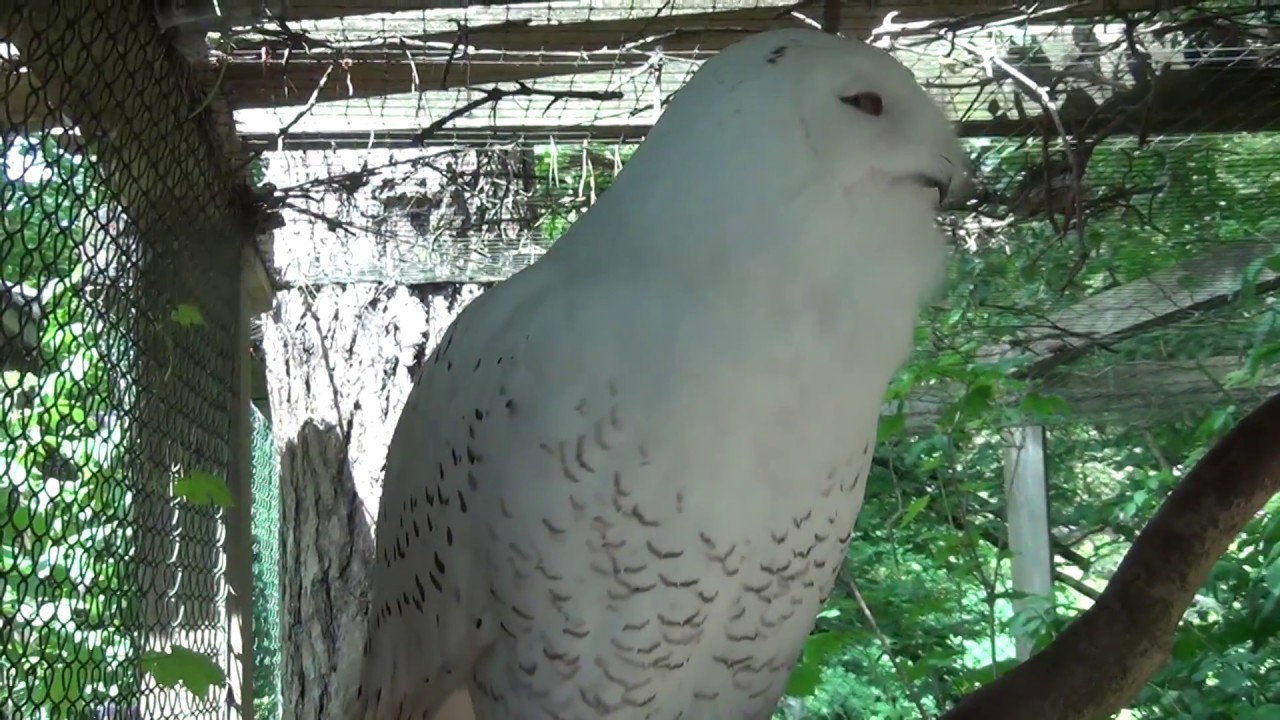 Snowy Owl Hooting