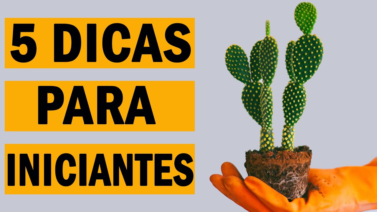 Como plantar cactos, PASSO A PASSO do IN&Iacute;CIO ao FIM