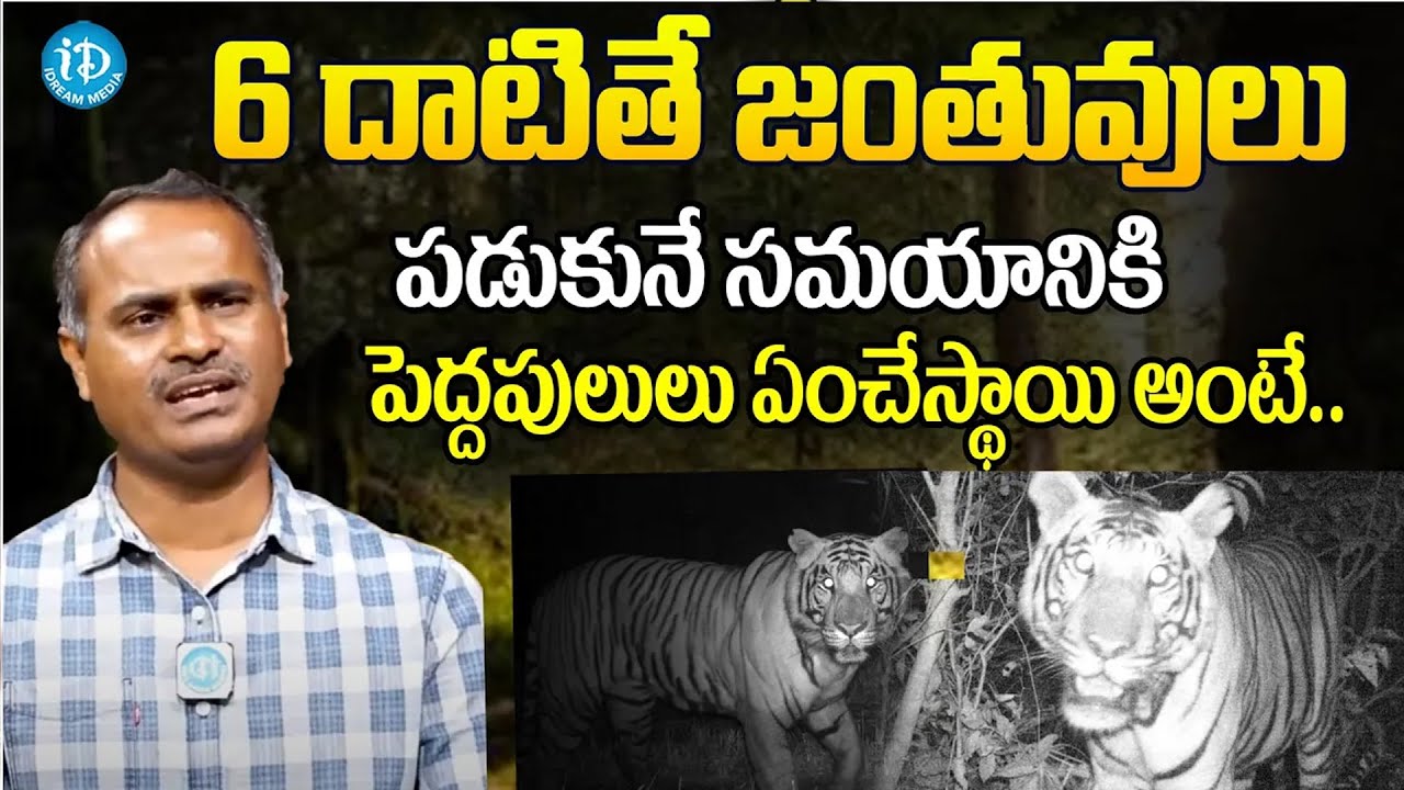 జంతువులు పడుకునే టైం లో పెద్ద పులులు ఏం చేస్తాయంటే..Forest Range Officer RamMohan About Tiger Attack