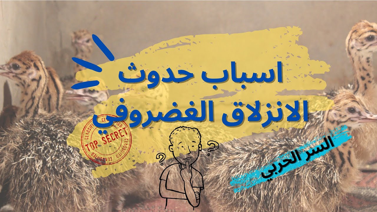 اهم اسباب حدوث الانزلاق الغضروفي عند كتاكيت النعام وكيفيه أخذ الاحتياطات لتفادي المرض