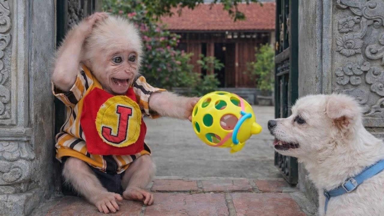 Little Monkey Baba Wants to Give a Gift to His White Dog Friend – Will His Gift Come True?