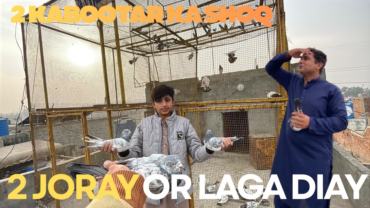 2 JORAY OR LAGA DIAY OR 2 KABOOTAR KA SHOQ#pigeon #bird #viralvideo #kabootar #kabutar #viral #pets