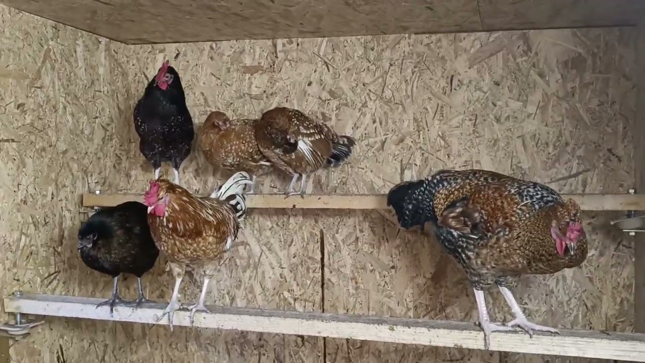 Hühnerbestand reduziert und Auslauf dekoriert