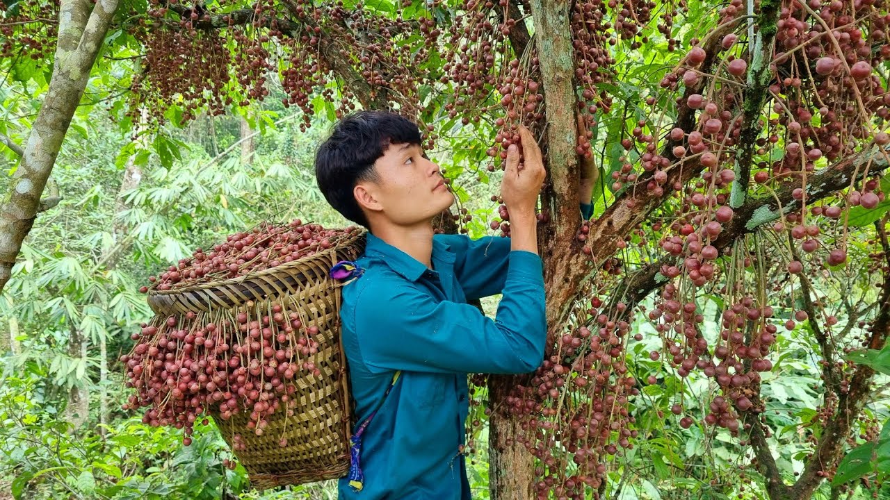 Harvest forest fruit, go to market, off grid living, forest life