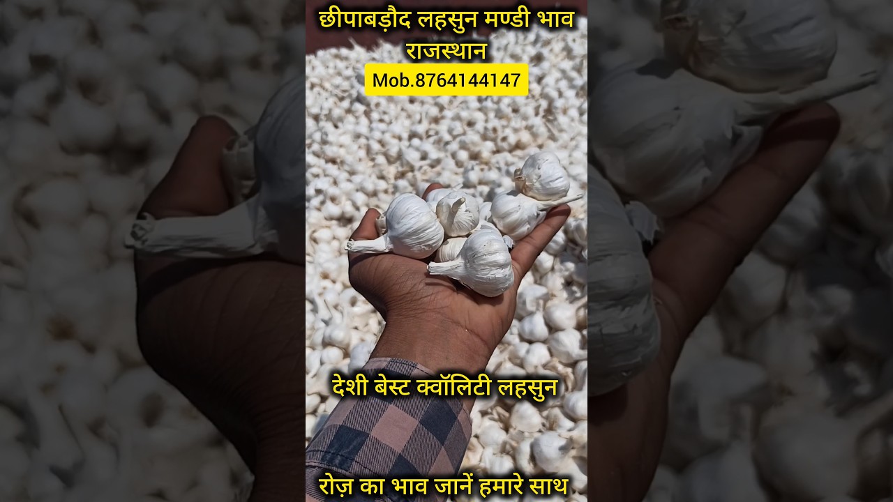 Best quality Indian garlic 🔥. Price of garlic. Today's Garlic Rates. Garlic price. #Mandi Price. ...