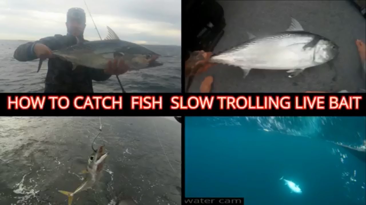 HOW TO CATCH - pelagic fish slow trolling live bait
