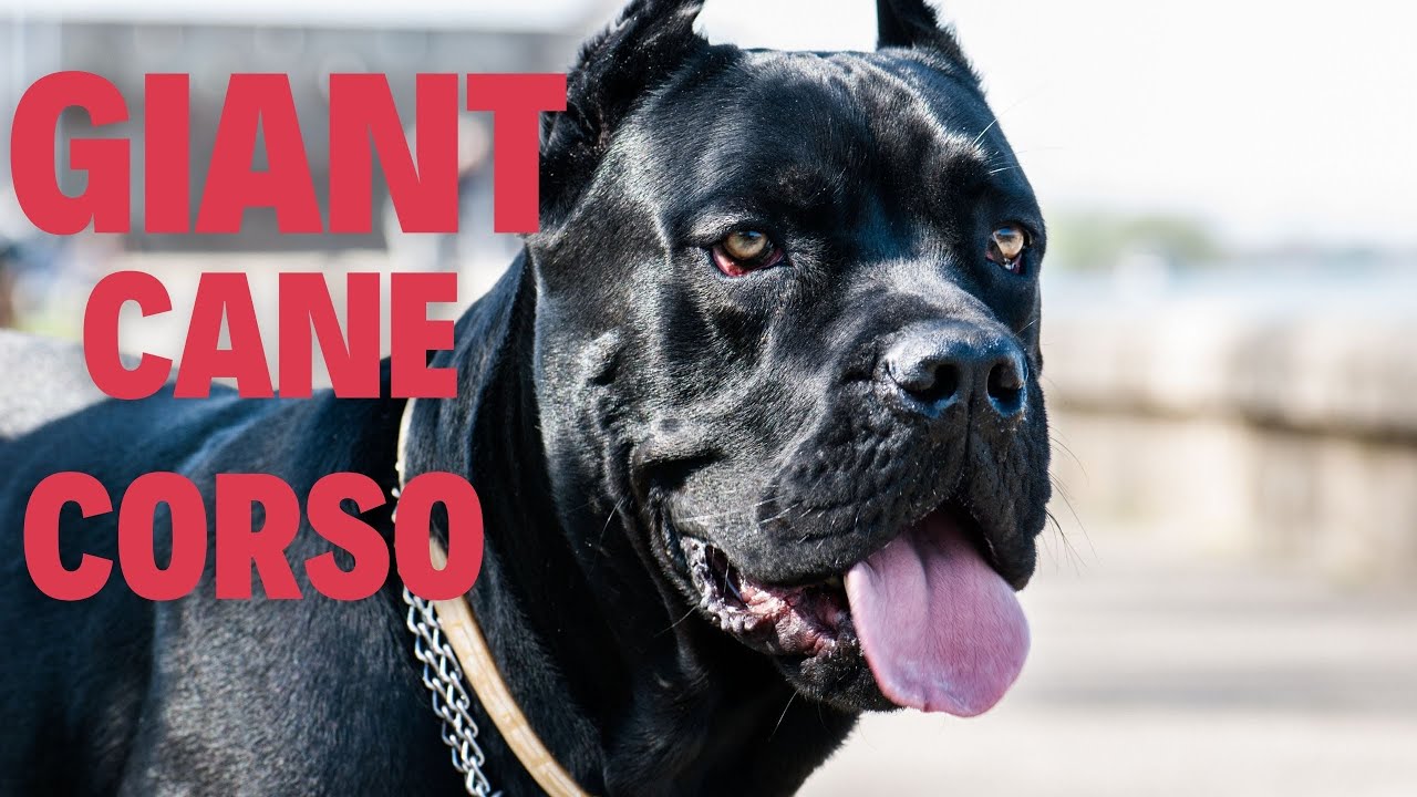 Managing a GIANT Cane Corso Puppy!?!?!