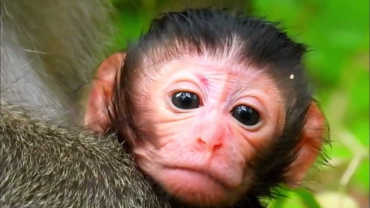 Monkey Grab In Cambodia Good All Monkeys In Khmer #137