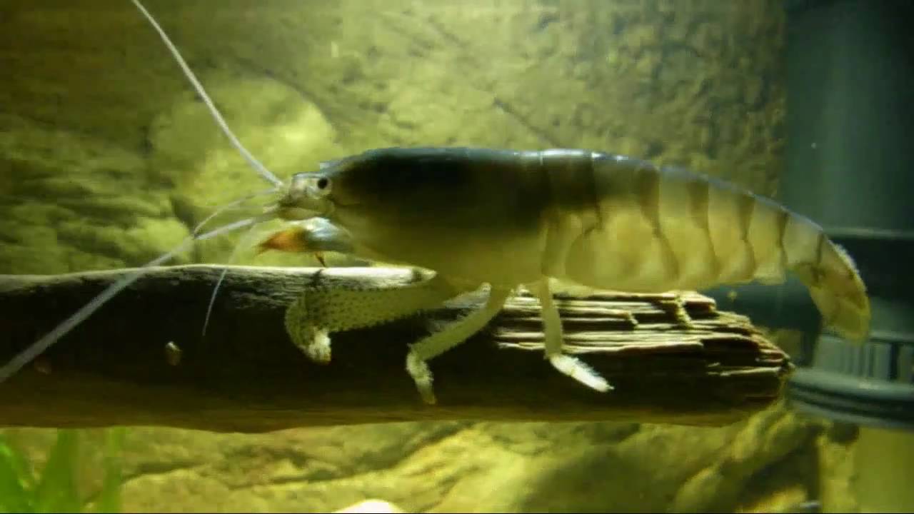 Atya gabonensis (Gabun-Fächergarnele) im Strömungsbecken