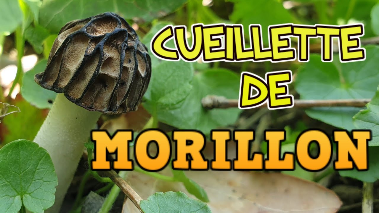 Morilles 2021 : Le morillon, tu le connais ? [Saison des morilles]