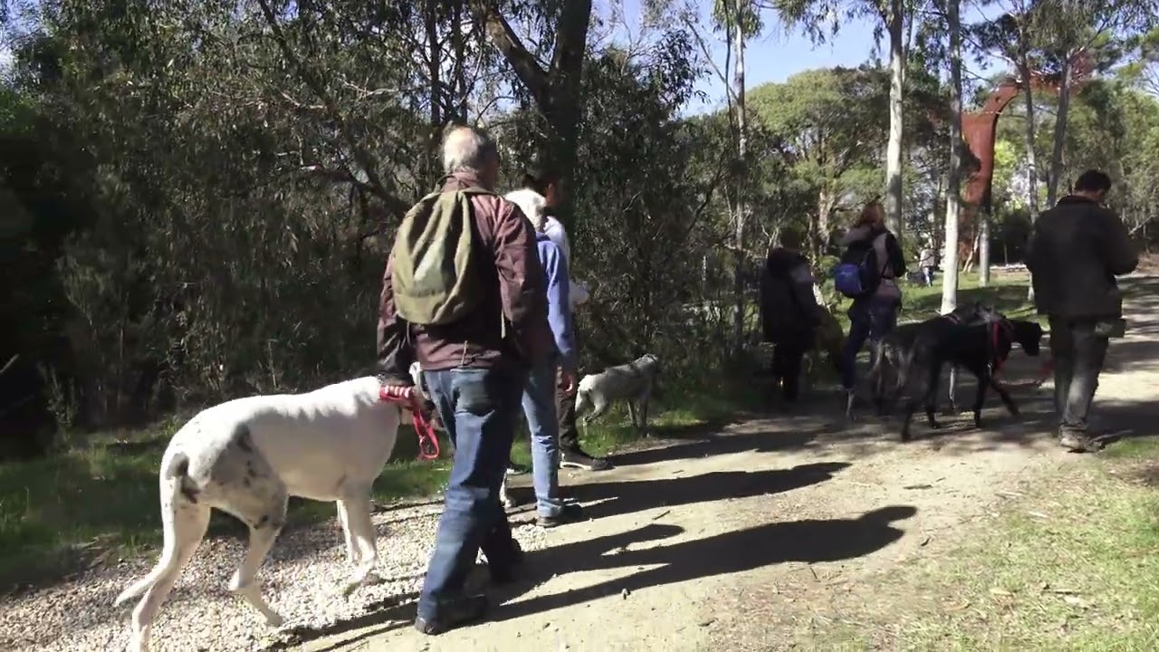 Great Dane Lovers McClelland Sculpture park walk 24th of August 2025