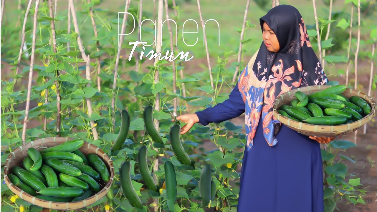Masak Olahan Acar Timun & Nasi Goreng Untuk sarapan pagi di desa, hidup di desa