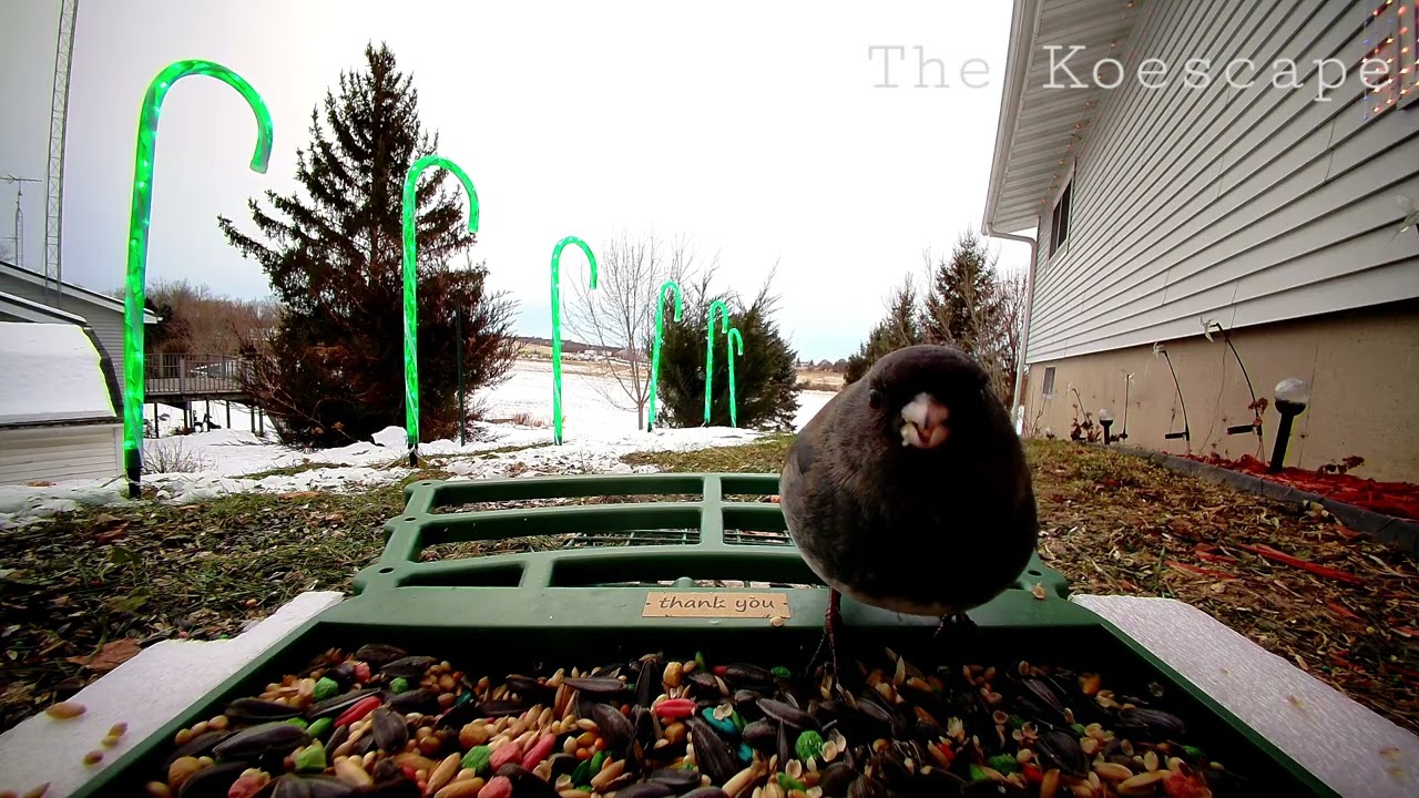 #5 Early bird gets the seed | and the best seat #wildlife #birds 