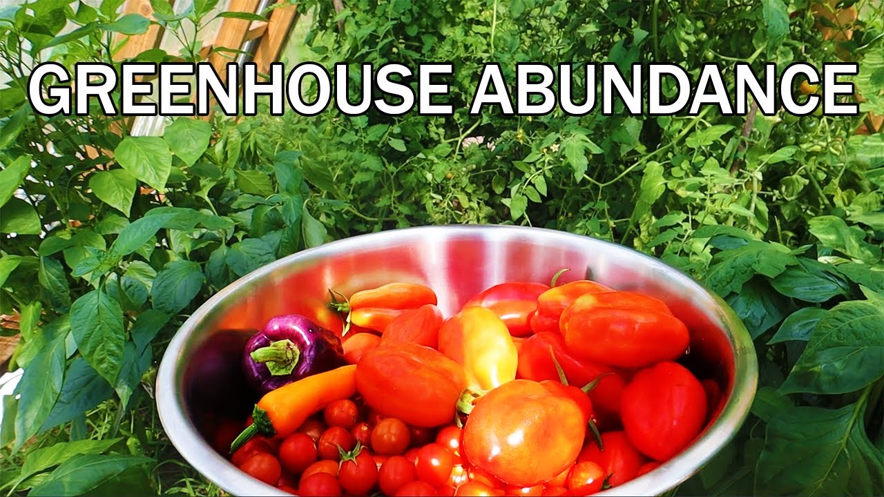 DIY Greenhouse & No-Till Garden Harvest Compilation
