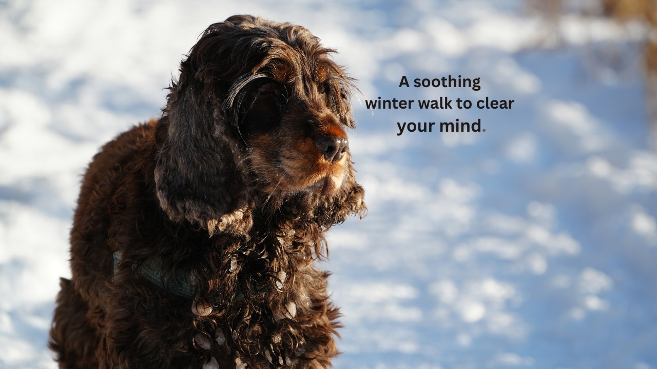 A snowy walk: Finding peace and joy in nature.