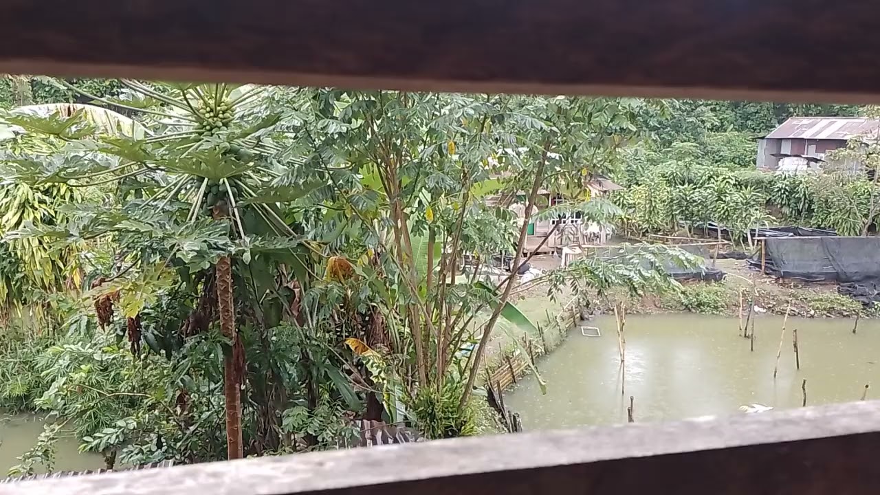 rain in January morning